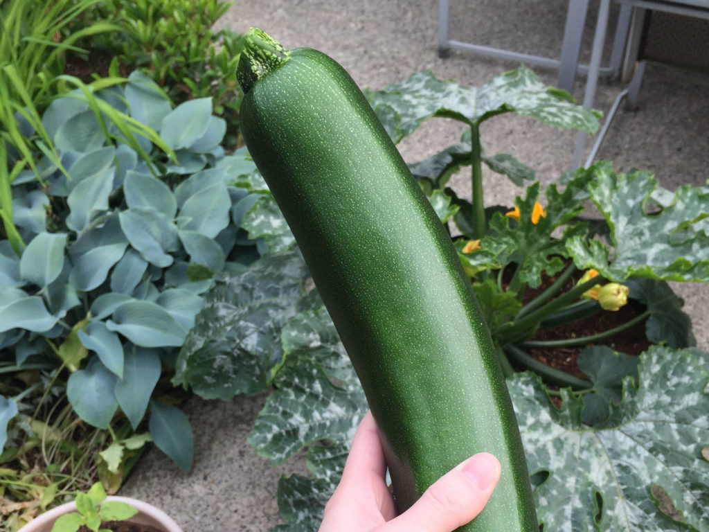 zucchini plant