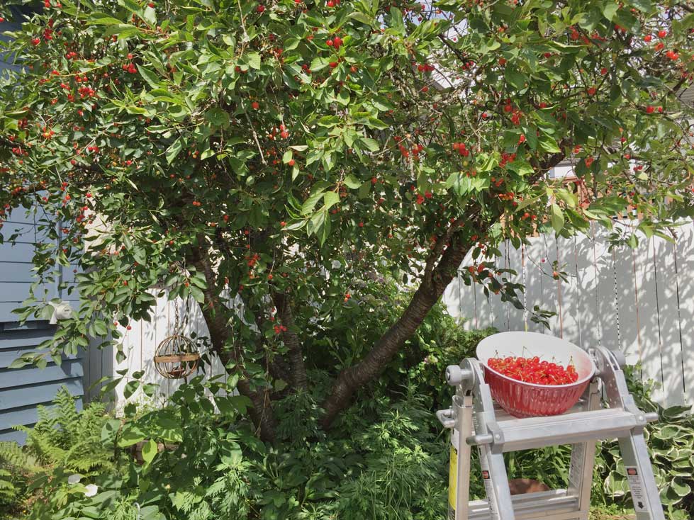 Sour cherry tree in the backyard on a sunny day