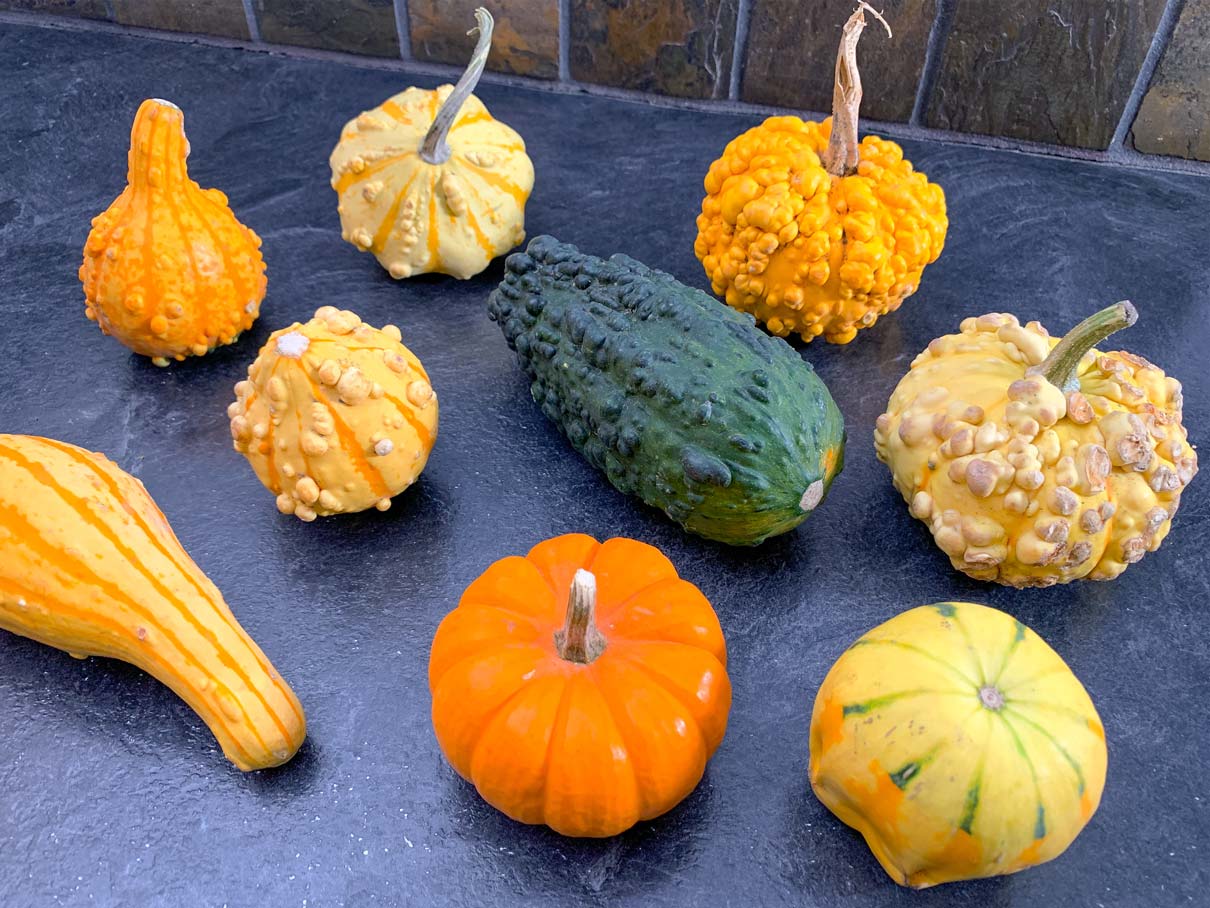 decorative gourds sitting on the kitchen counter