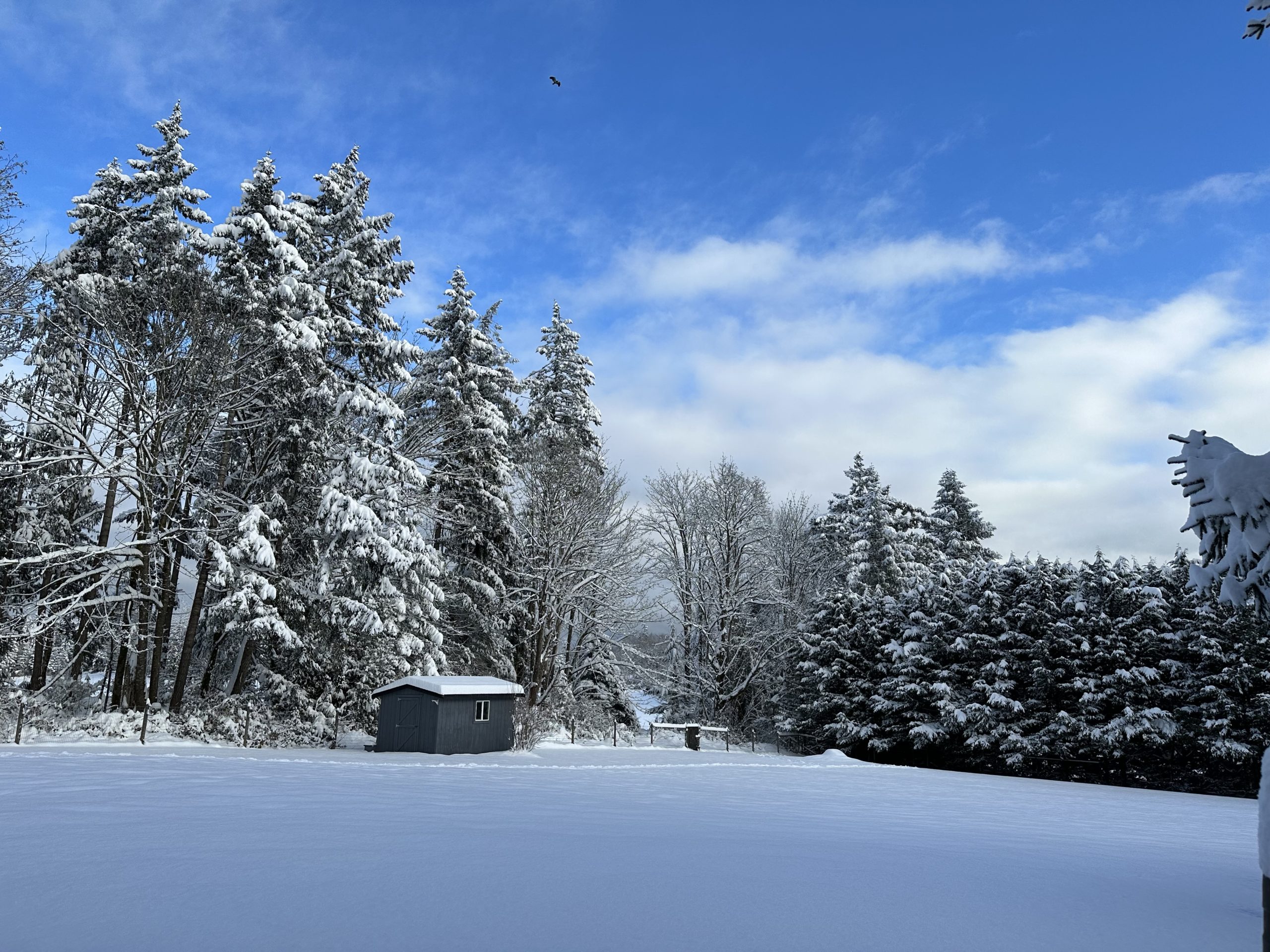 Snow covered backyard surrounded by tall trees