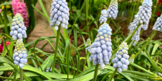 blue flowers muscari aucheri