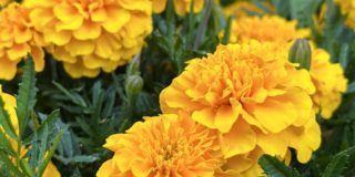 Close up of Marigolds